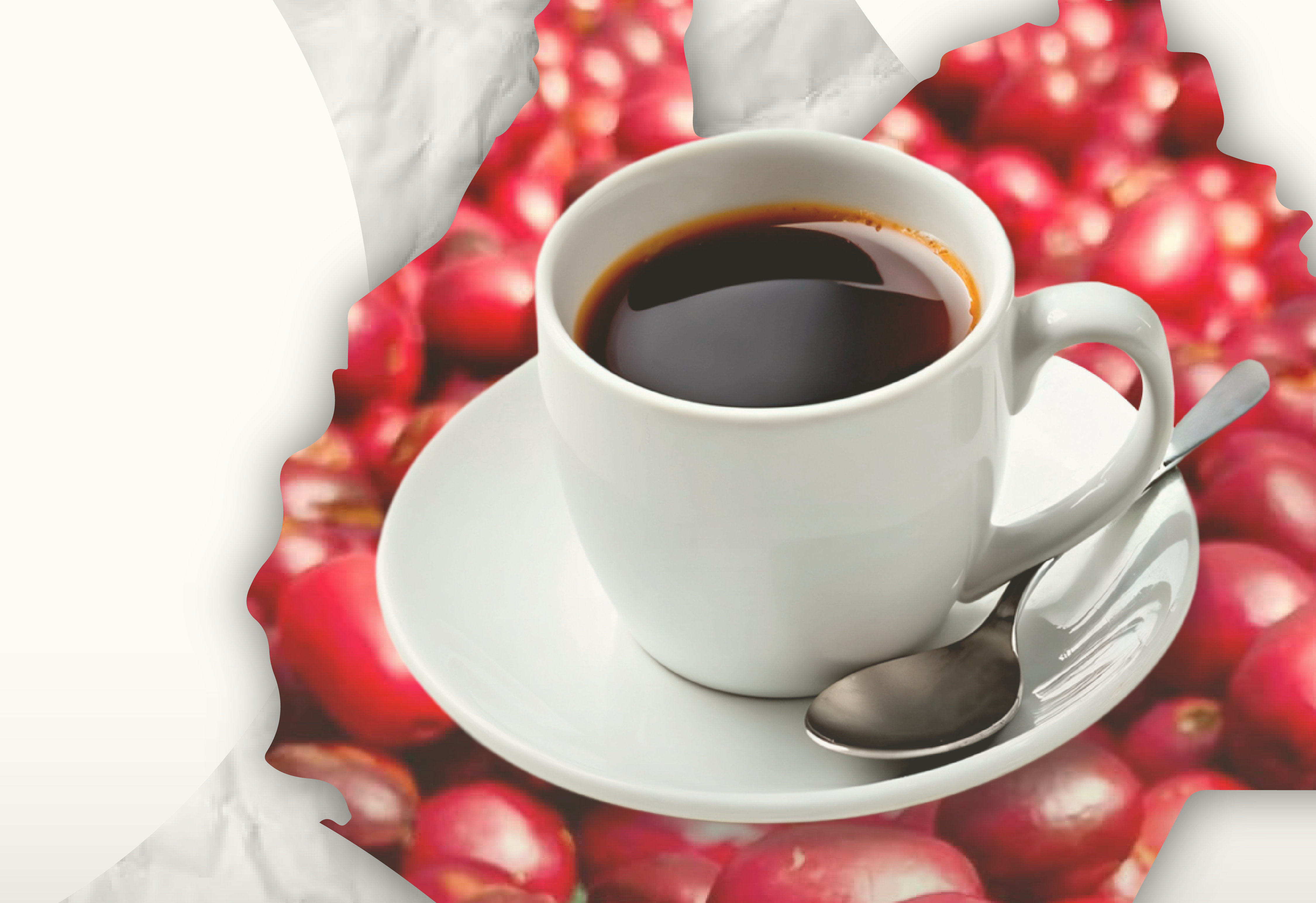 ONE DAY COFFEE EXPERIENCE