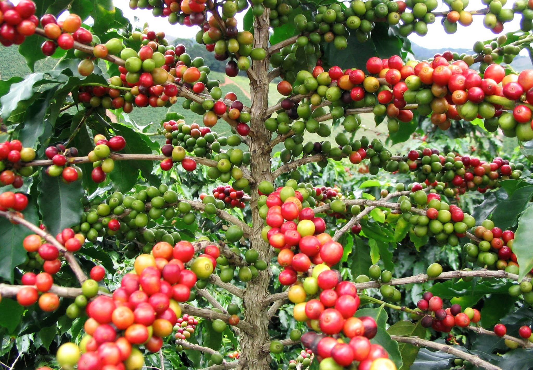 TOUR ED ESPERIENZA DEL CAFÉ UN GIORNO